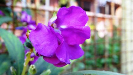 Flowerの写真素材