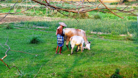 relation among muman animal and nature の写真素材