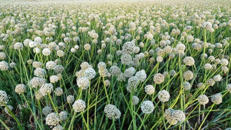 Onoin Plants with onion flowers