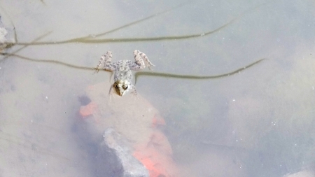 Frog in the water の写真素材