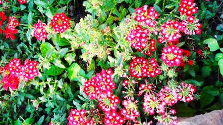 Flowersの写真素材