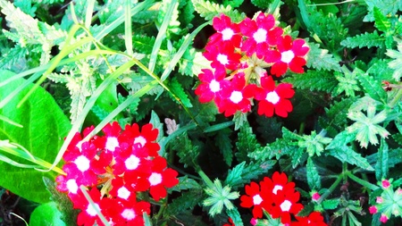 Flowersの写真素材