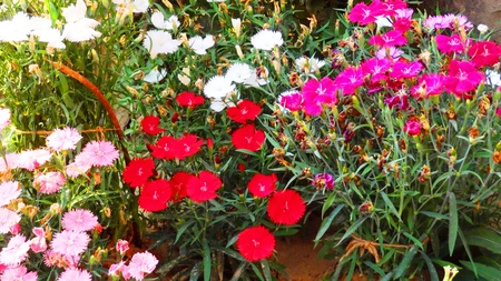 Flowersの写真素材