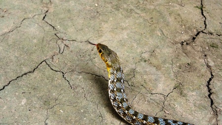 angry snakeの写真素材