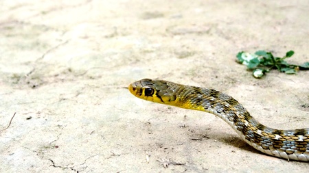 angry snakeの写真素材
