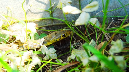 angry snakeの写真素材