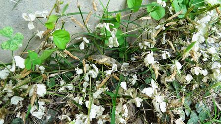Snake in jungleの写真素材