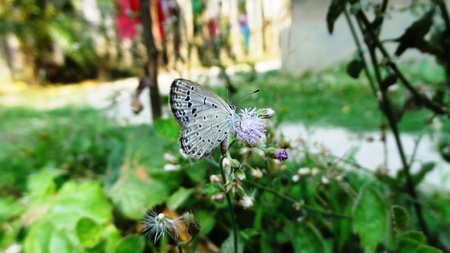 Butterflyの写真素材