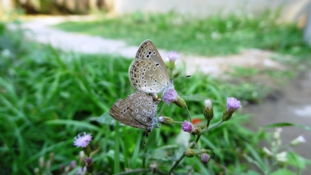 butterfly on matingの写真素材