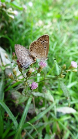 butterfly on matingの写真素材