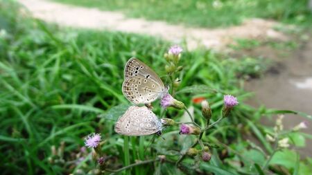 butterfly on matingの写真素材