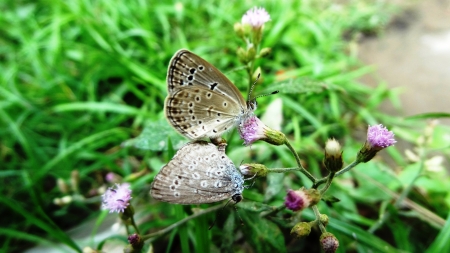 butterfly on matingの写真素材