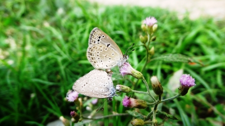 butterfly on matingの写真素材