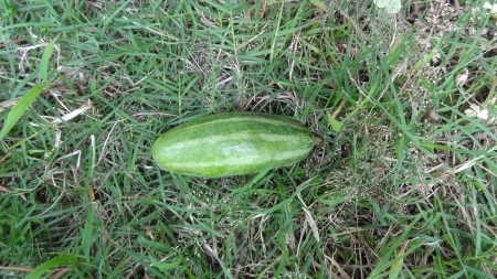 Parwals or Parbal on Grassの写真素材