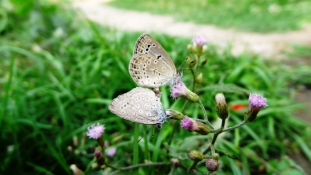 butterfly on matingの写真素材