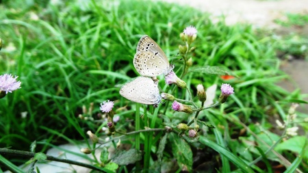butterfly on matingの写真素材