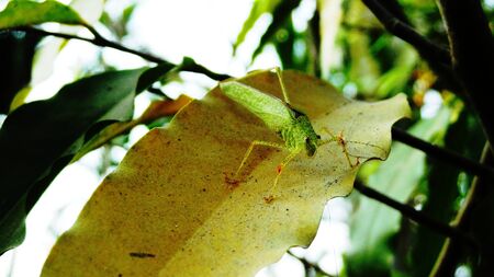 Insect on a leafの写真素材