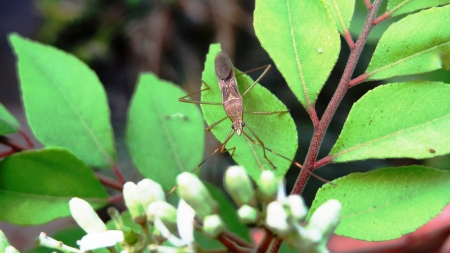 Bug on a leafの写真素材