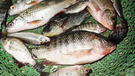 Fish in a Basketの写真素材