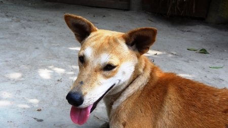 Dogの写真素材