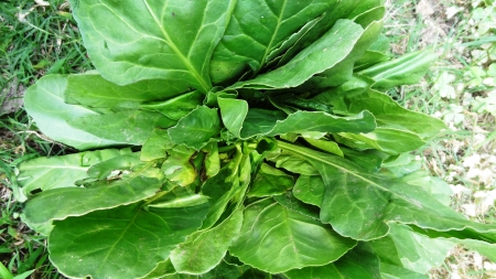 Spinach Plantの写真素材