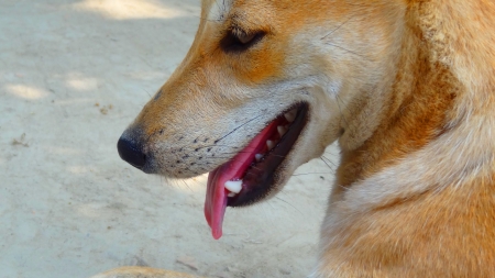 Brown Dogの写真素材