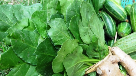 fresh vegetables