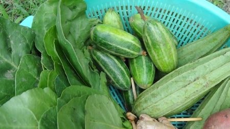vegetables in a basketの写真素材