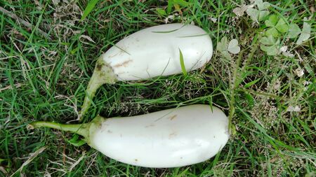 brinjal of egg fruitの写真素材