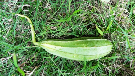 ridge gourdの写真素材
