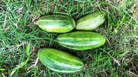 on grass parballsの写真素材