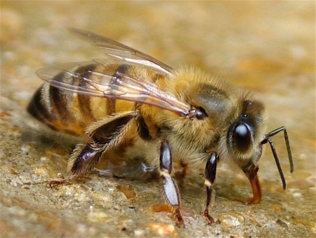 Bee in closeupの写真素材