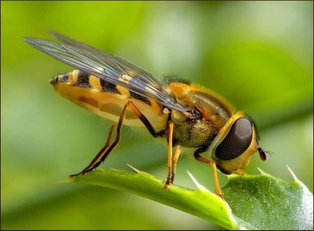 bee on a green leaf