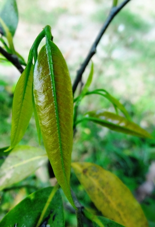 leafの写真素材
