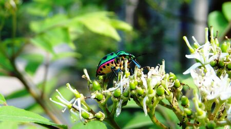 Unknown Insectの写真素材