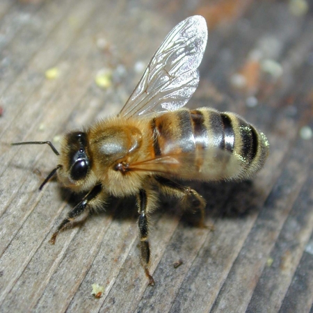 Beeの写真素材