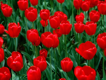 Tulipの写真素材