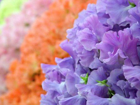 Flowersの写真素材