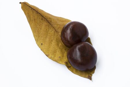 Chestnutの写真素材