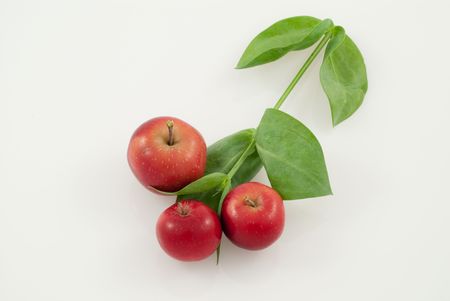 Wild apple branchの写真素材