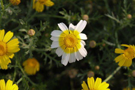 daisy flowerの写真素材