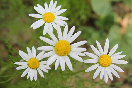 daisy flowerの写真素材