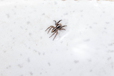 spider insect animal smallの写真素材