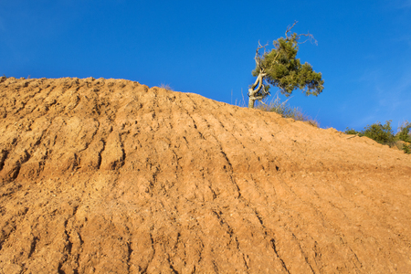 beautiful top view of one tree on orange mountainの写真素材