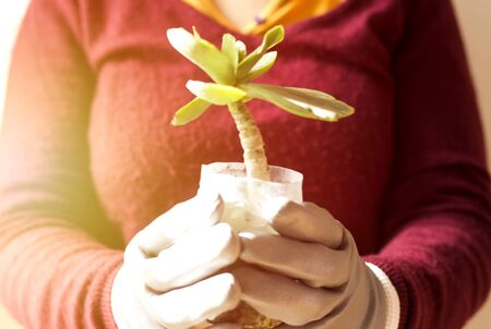 Close up shot of a gardener holding a succulents plant in plastic potの写真素材
