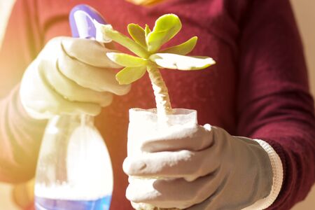 Close up shot of a gardener spraying a succulents plant in plastic pot