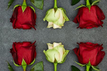 beautiful rose flower on gray grunge background with copy spaceの写真素材