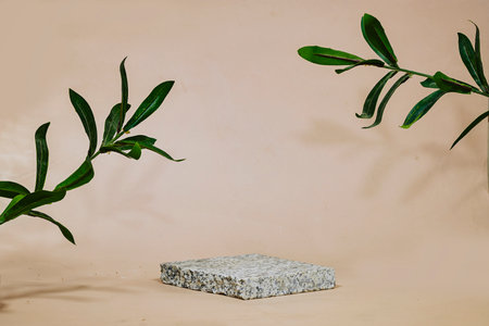 gray marble podium or stone beauty with ruscus plants. Product promotion Beauty cosmetic showcaseの写真素材