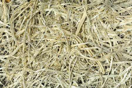Texture of dried grassの写真素材