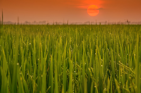 Morning silhouette of green rice field  and sunrise background.の写真素材